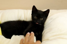 Galeria pod psem i kotem  (odc.111) 