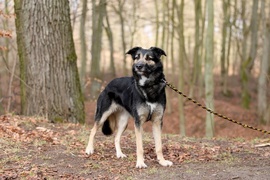 Galeria pod psem i kotem  (odc. 112) 