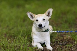 Galeria pod psem i kotem  (odc. 115) 