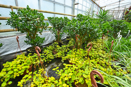 Przygotuj swój ogród na jesień