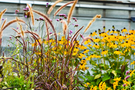 Przygotuj swój ogród na jesień