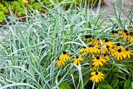 Przygotuj swój ogród na jesień