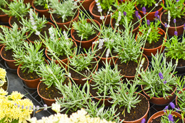 Przygotuj swój ogród na jesień