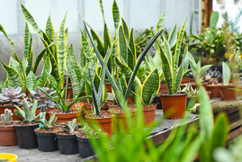 Przygotuj swój ogród na jesień