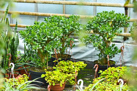 Przygotuj swój ogród na jesień