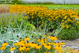 Przygotuj swój ogród na jesień