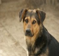 Galeria pod psem i kotem  (odc. 118) 