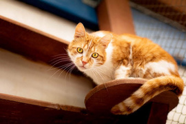 Galeria pod psem i kotem  (odc. 118) 