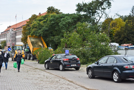 Dlaczego z Kochanowskiego wycięto drzewa?