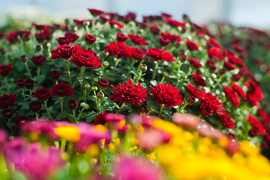 Kwiaty idealne, by wyrazić pamięć o bliskich