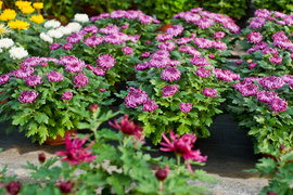 Kwiaty idealne, by wyrazić pamięć o bliskich