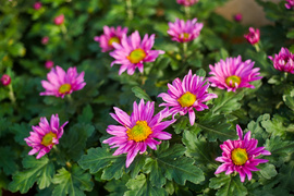 Kwiaty idealne, by wyrazić pamięć o bliskich