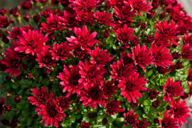 Kwiaty idealne, by wyrazić pamięć o bliskich