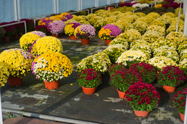 Kwiaty idealne, by wyrazić pamięć o bliskich