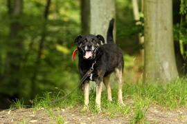 Galeria pod psem i kotem  (odc. 123) 