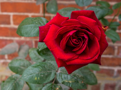 Gmina Godkowo w obiektywie. Jesienny plener „Tańcząc z kotami”