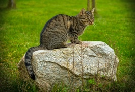 Gmina Godkowo w obiektywie. Jesienny plener „Tańcząc z kotami”