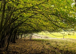 Gmina Godkowo w obiektywie. Jesienny plener „Tańcząc z kotami”