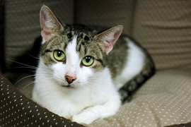 Galeria pod psem i kotem  (odc. 129) 