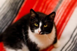 Galeria pod psem i kotem (odc. 134)