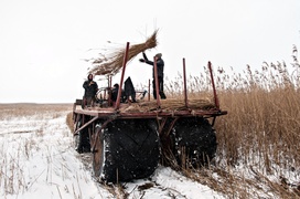 Czas na żniwa. Trzcinowe