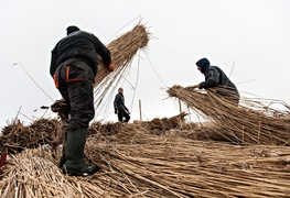 Czas na żniwa. Trzcinowe