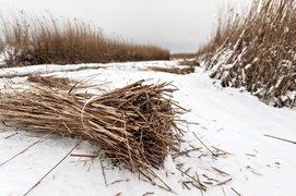 Czas na żniwa. Trzcinowe
