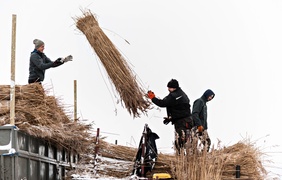 Czas na żniwa. Trzcinowe