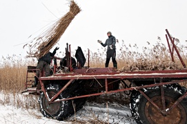 Czas na żniwa. Trzcinowe
