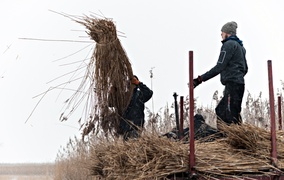 Czas na żniwa. Trzcinowe