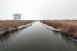 Czas na żniwa. Trzcinowe